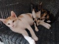 Clio_Neko (5)